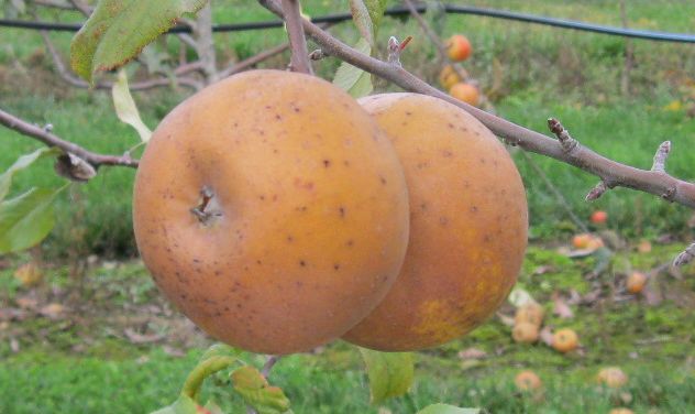 Isle of Wight Pippin variety apple