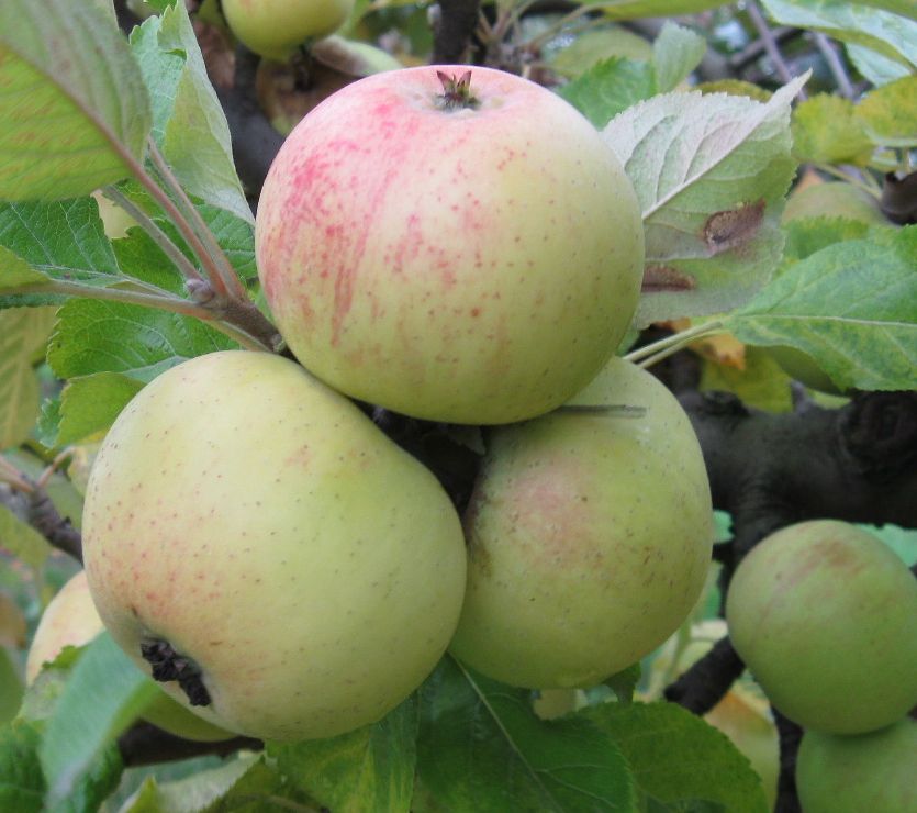 Jouveaux variety apple