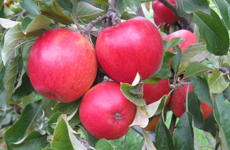 Margil variety apples