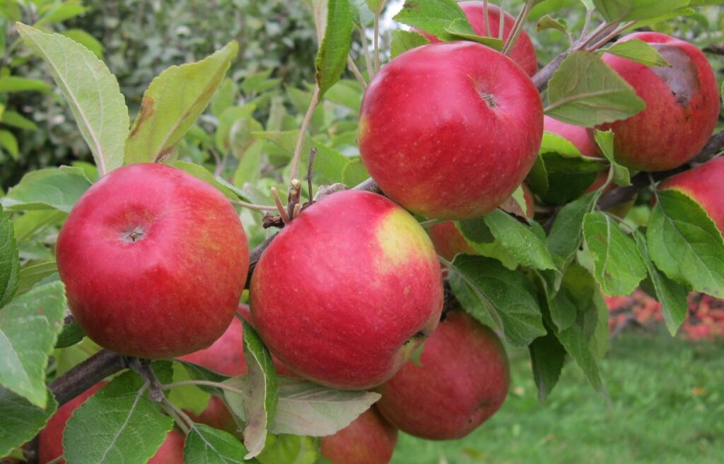 Marin Onfroy variety apples