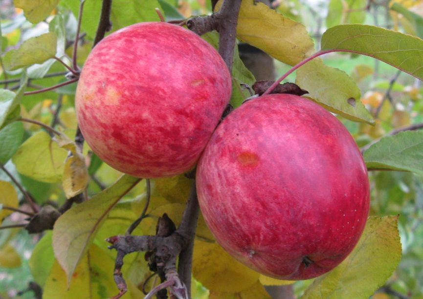 Maude variety apple