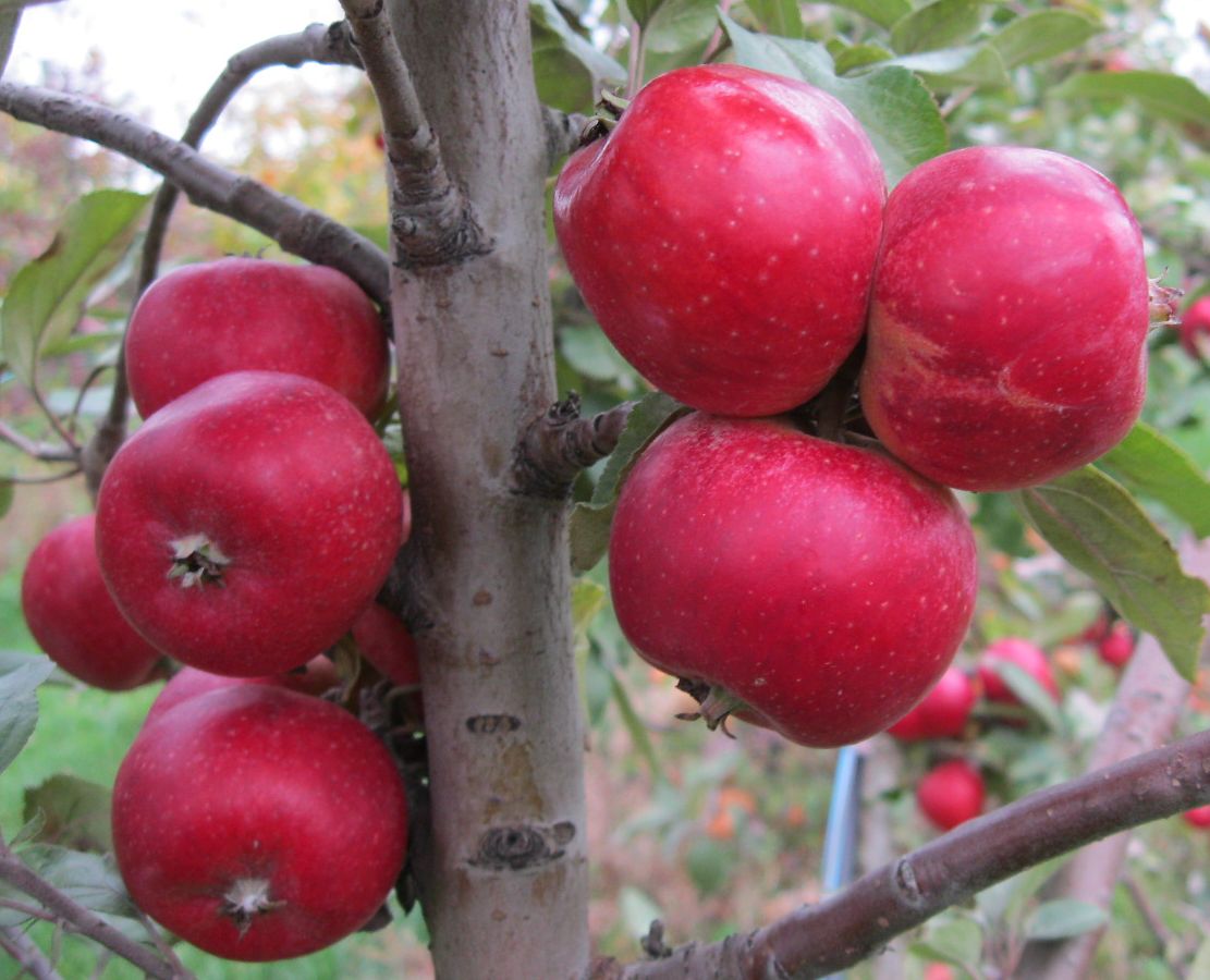 Porters Perfection variety apples