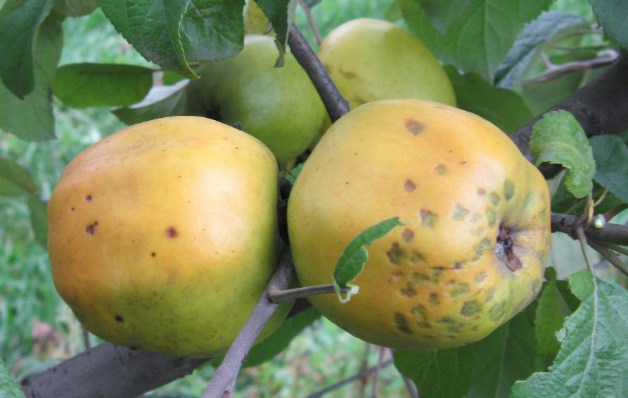 Reine des Hatives variety apples