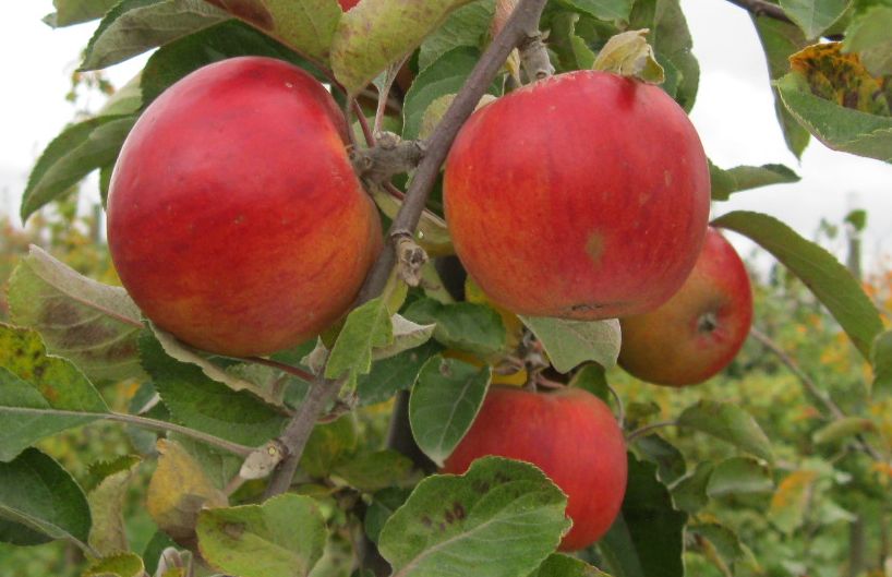 Ribston Pippin variety apples