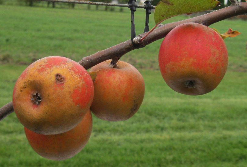 Rosemary Russet variety apples