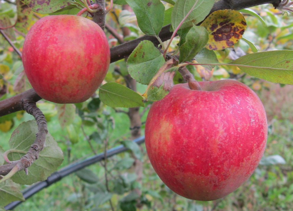 Ross Nonpareil variety apples