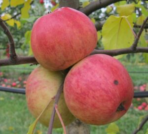 Stembridge Jersey variety apple