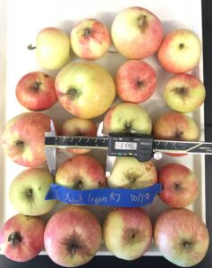 Sweet Coppin variety apple