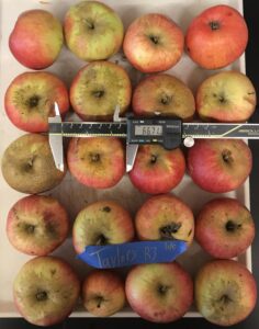 Taylor’s variety apple