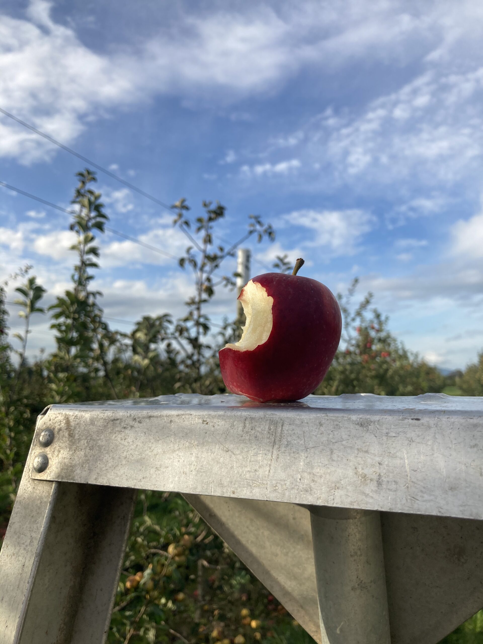 Bitten apple