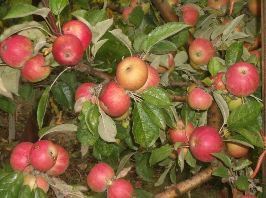 Amere Forestier variety apple