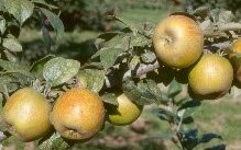 Golden Russet variety apple