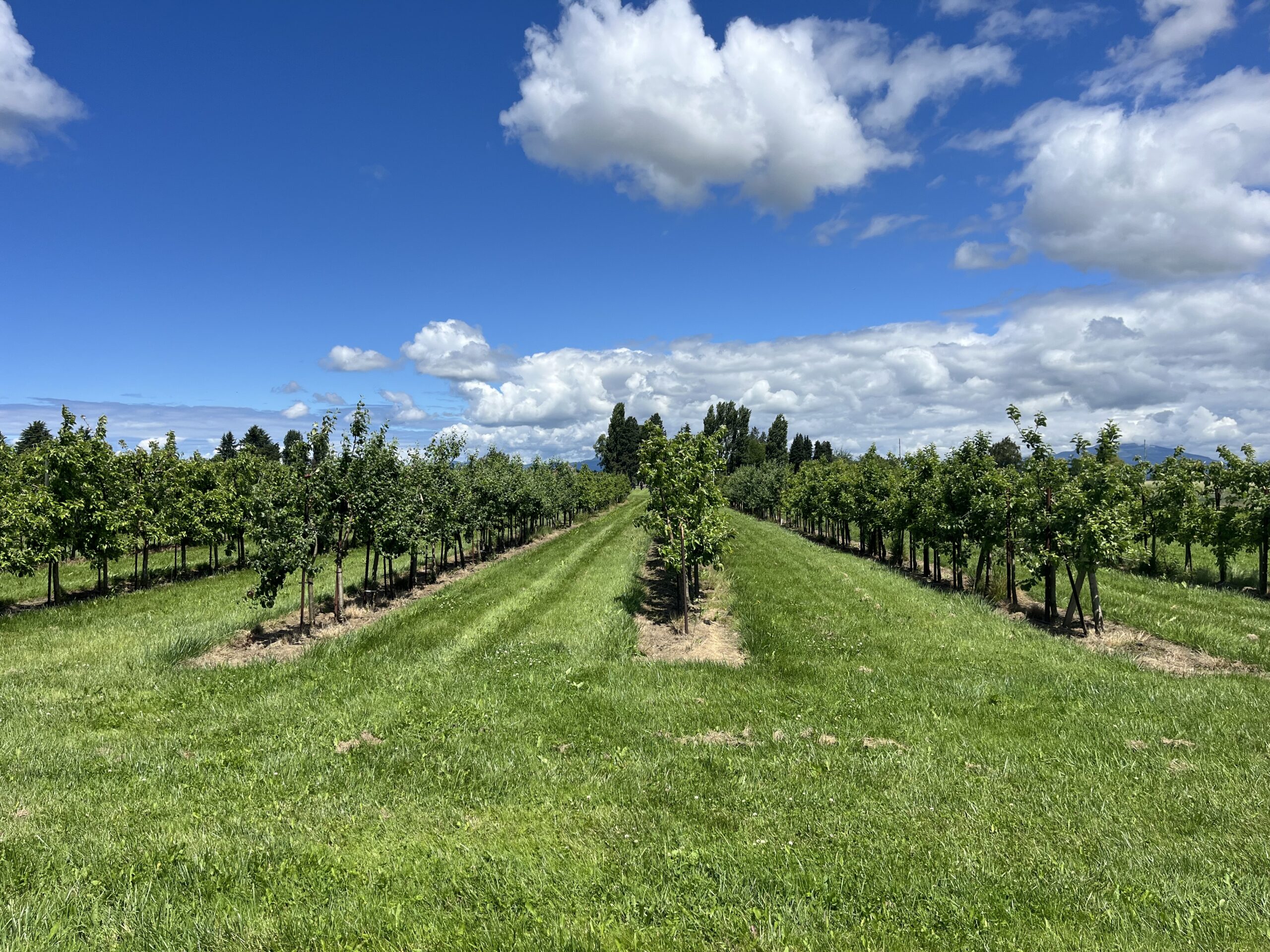 Front view of the cider apple orchard