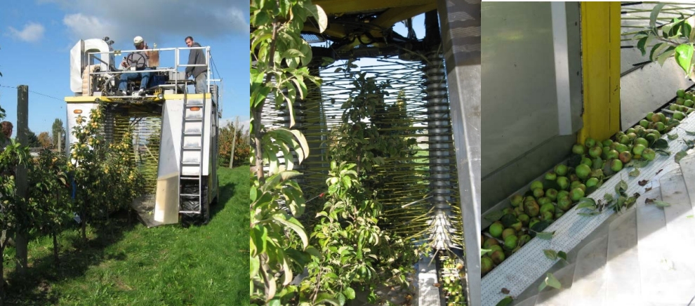 Machine harvester driving over rows of apple trees to collect apples.