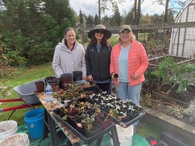 San Juan County Master Garden Volunteers with plant starts