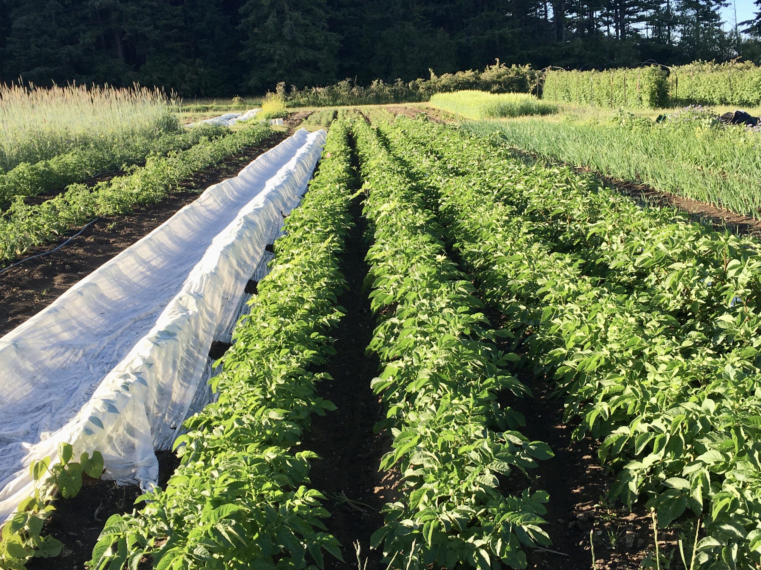 San Juan County market garden field with rows of potatoes, onions, peas, beans, barley, flowering mustards, and rye grain cover crop.