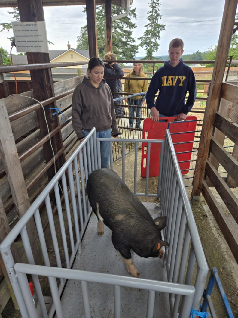 Two youth help get a hog on the scale for an early weight. 