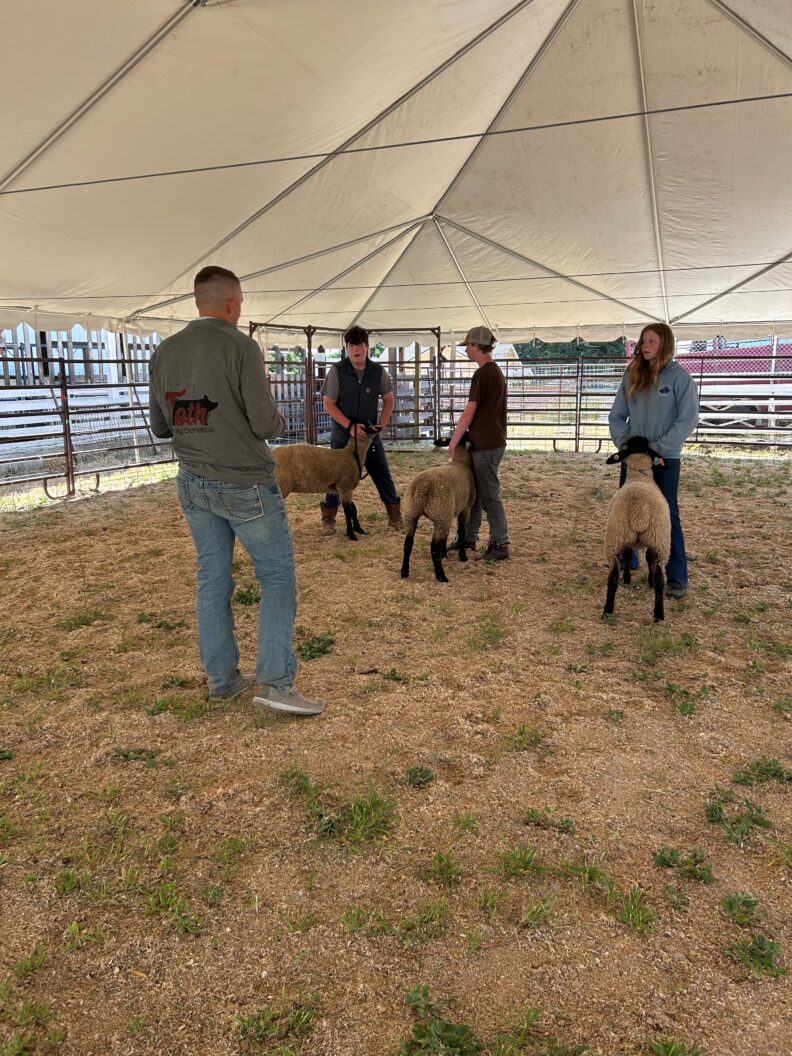 3 youth learn about sheep showmanship from an experienced showman and presenter. 