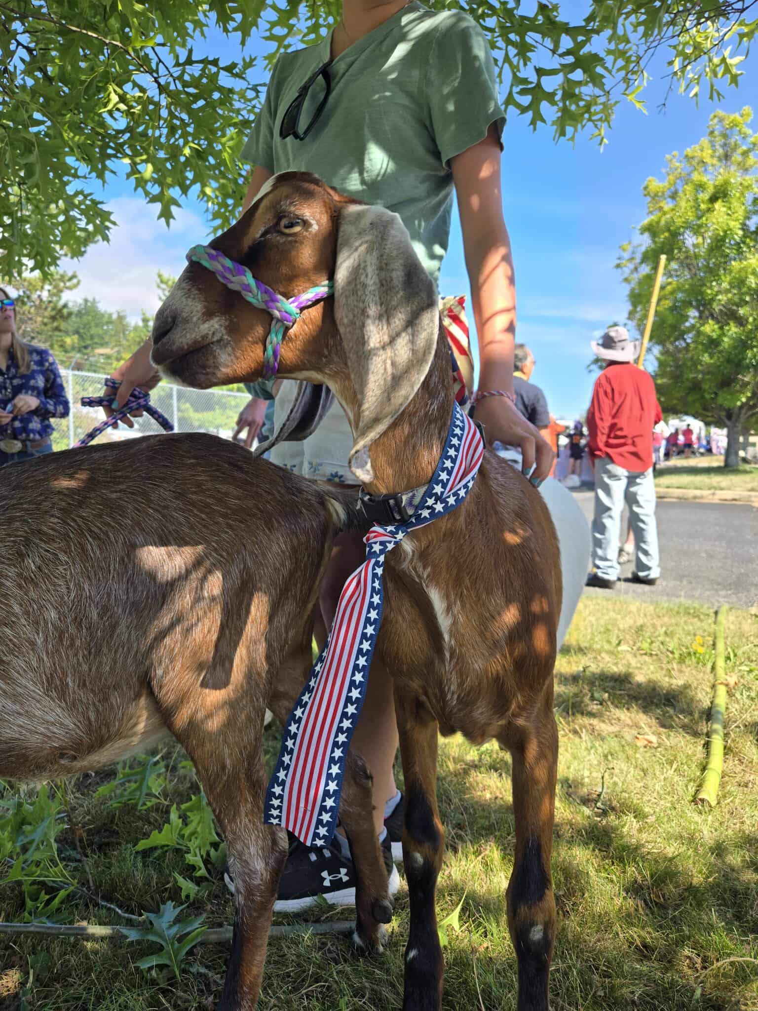 A goat wearing a patriotic red, white, and blue ribbon is held by a person during an outdoor event.