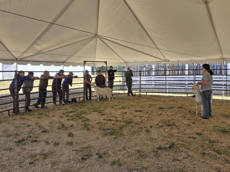 A group of people stands inside a white tent, gathered around a small enclosure with two goats. On the left, several individuals are leaning on a metal fence, observing a person on the right who is interacting with a goat. Another goat stands in the center of the enclosure. The ground is a mix of dirt and grass.