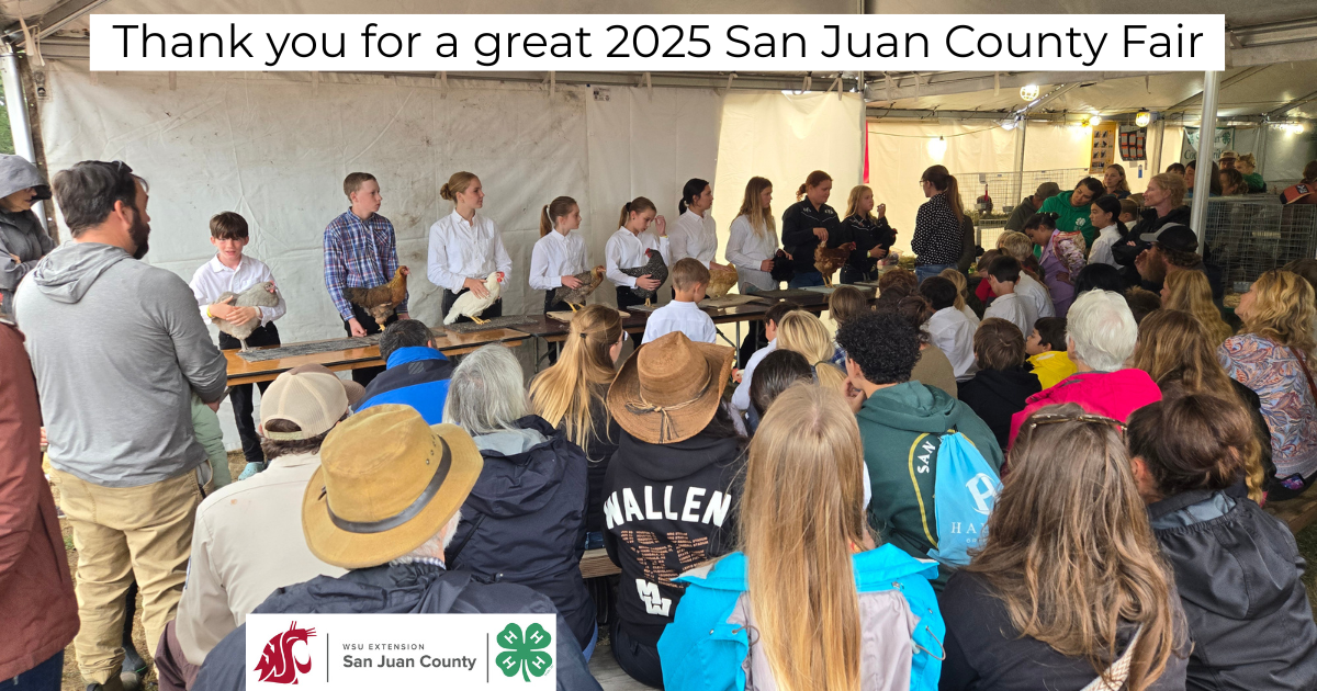 A crowd of adults and children watches a group of kids at the front, who are holding various chickens and other birds. The kids at the front appear to be participants in a 4-H competition at the 2025 San Juan County Fair. The crowd is seated in rows facing the front. A sign in the background reads, "Thank you for a great 2025 San Juan County Fair." The logos for WSU Extension and 4-H are visible in the bottom left corner.