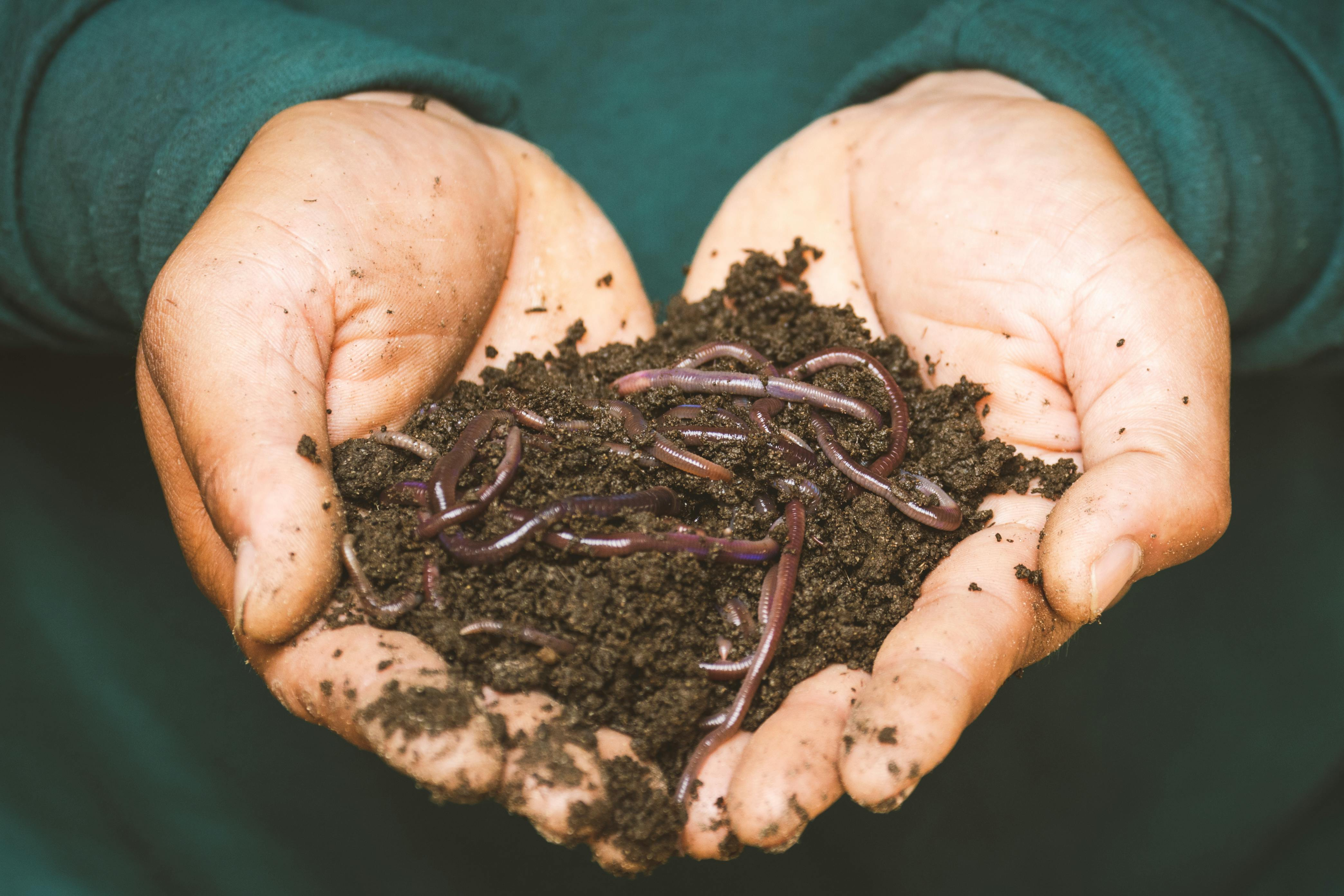 worms in hand with dirt