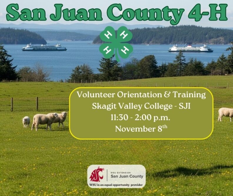 Poster for San Juan County 4-H Volunteer Orientation & Training. The text reads: 'Volunteer Orientation & Training, Skagit Valley College - SJI, 11:30 - 2:00 p.m., November 8th.' The background is a pastoral scene with sheep grazing in a green field, two Washington State Ferries crossing the water, and forested islands in the distance. The logo for San Juan County WSU Extension is at the bottom.