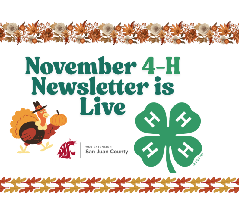 Image announcing, 'November 4-H Newsletter is Live,' featuring an autumnal dried flower border at the top and a leaf border at the bottom. The image includes a cartoon turkey wearing a pilgrim hat, the WSU Extension San Juan County logo, and the large 4-H clover emblem.