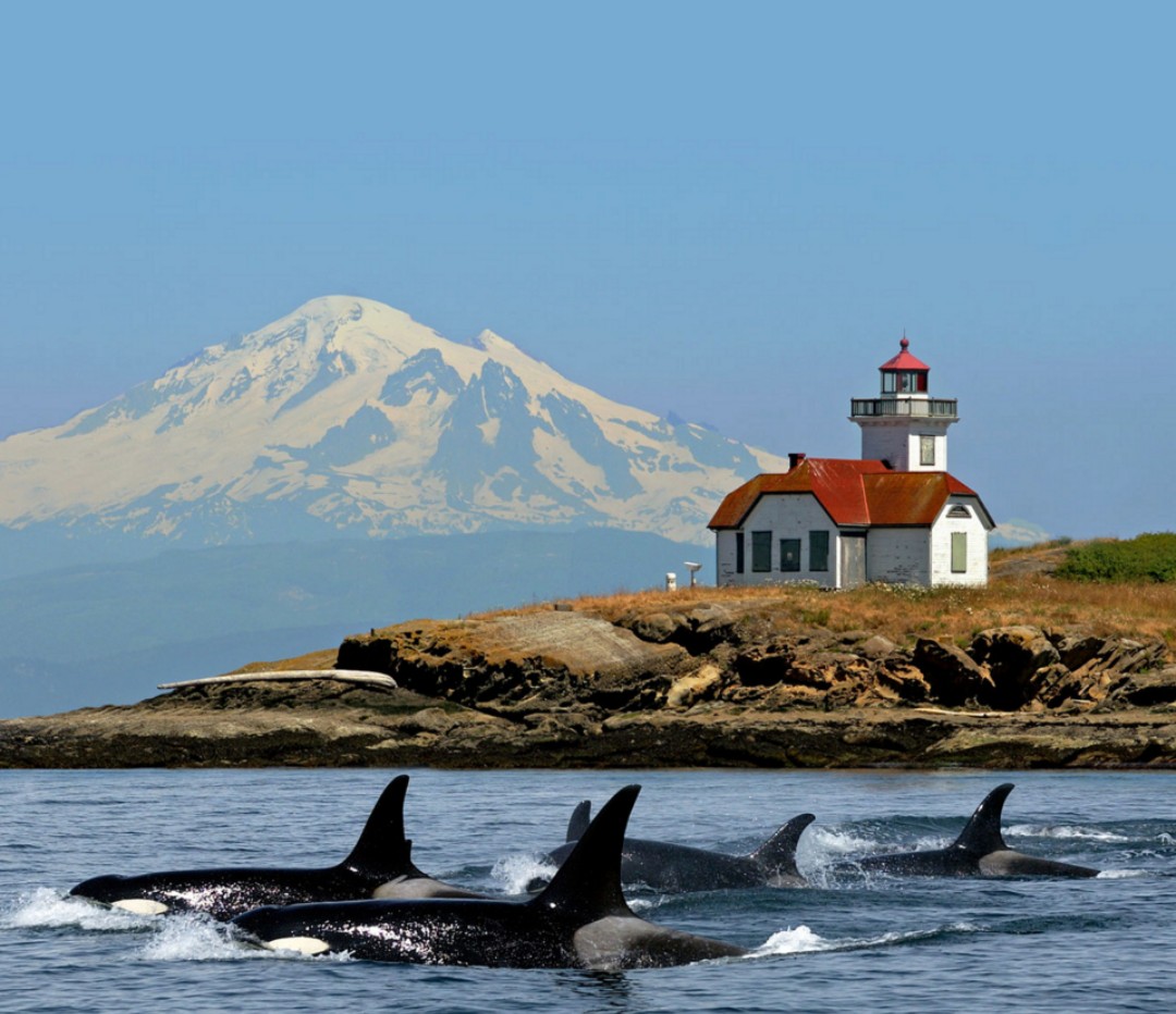 A lighthouse sitting on an island with a mountain in the background and some orcas in the foreground