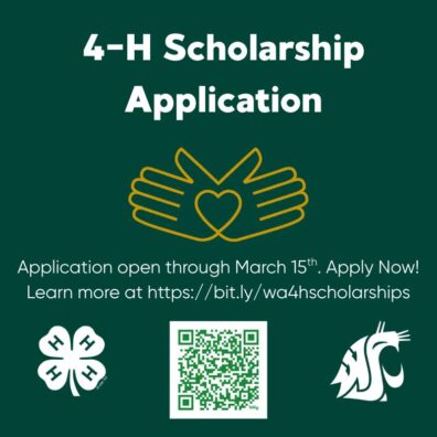 Promotional graphic for the 4-H Scholarship Application. The text states that applications are open through March 15th and provides a link and QR code to apply. The 4-H clover and WSU Cougar logos are displayed at the bottom on a dark green background.