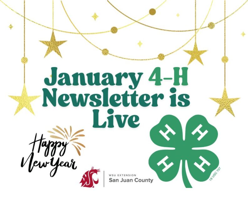 A festive graphic on a white background with gold stars and ornaments. Bold green text reads, "January 4-H Newsletter is Live." The image includes a "Happy New Year" script, the WSU Extension San Juan County logo, and a large green 4-H clover.