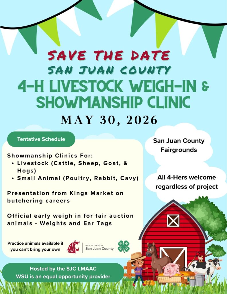 Save the Date flyer for the San Juan County 4-H Livestock Weigh-In & Showmanship Clinic, May 30, 2026. Includes a schedule for animal clinics, weigh-ins, and a career presentation. Featuring WSU Extension and 4-H branding.
