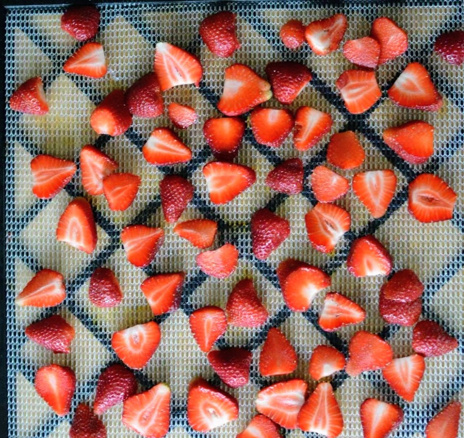 Strawberries sitting on a dehydrating rack