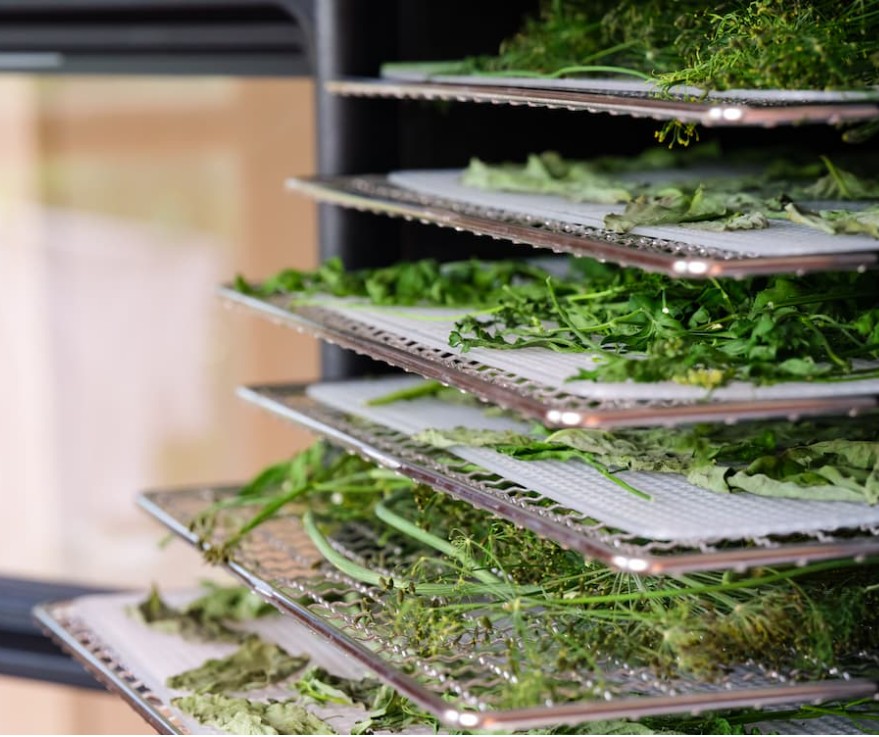 Racks of herbs preparing to be dried