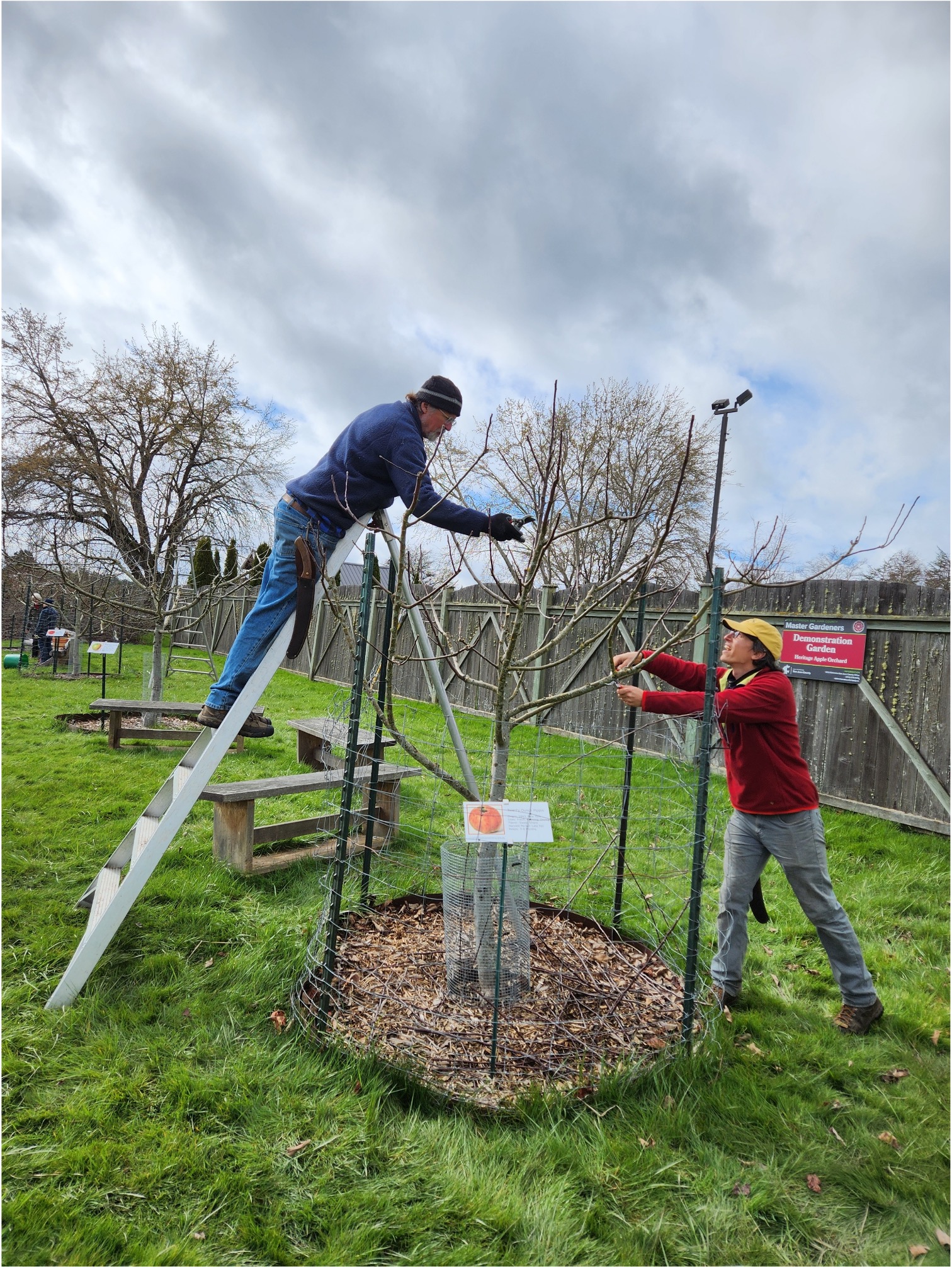 Two people demonstrating how to prune a tree