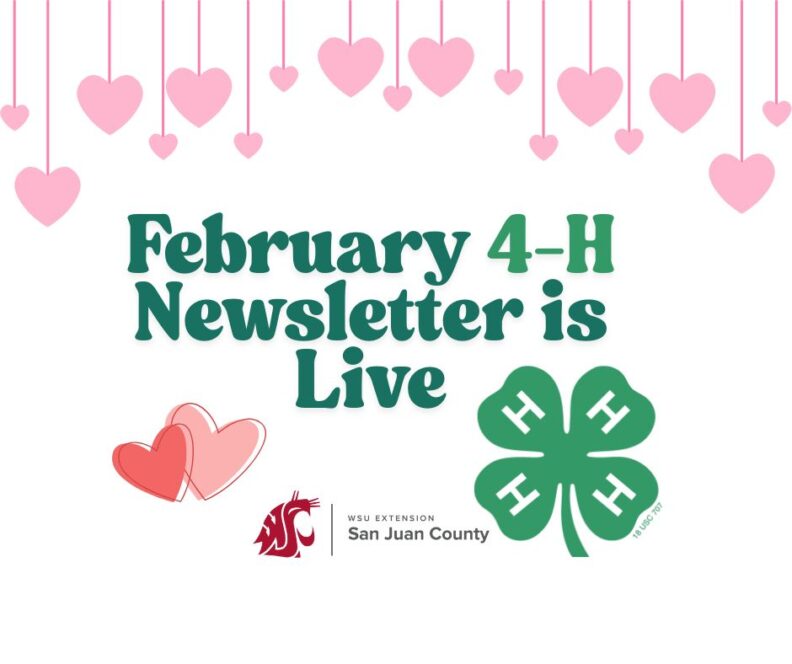 Graphic titled "February 4-H Newsletter is Live" for WSU Extension San Juan County. Features the green 4-H clover, WSU logo, and a festive pink heart-themed background.
