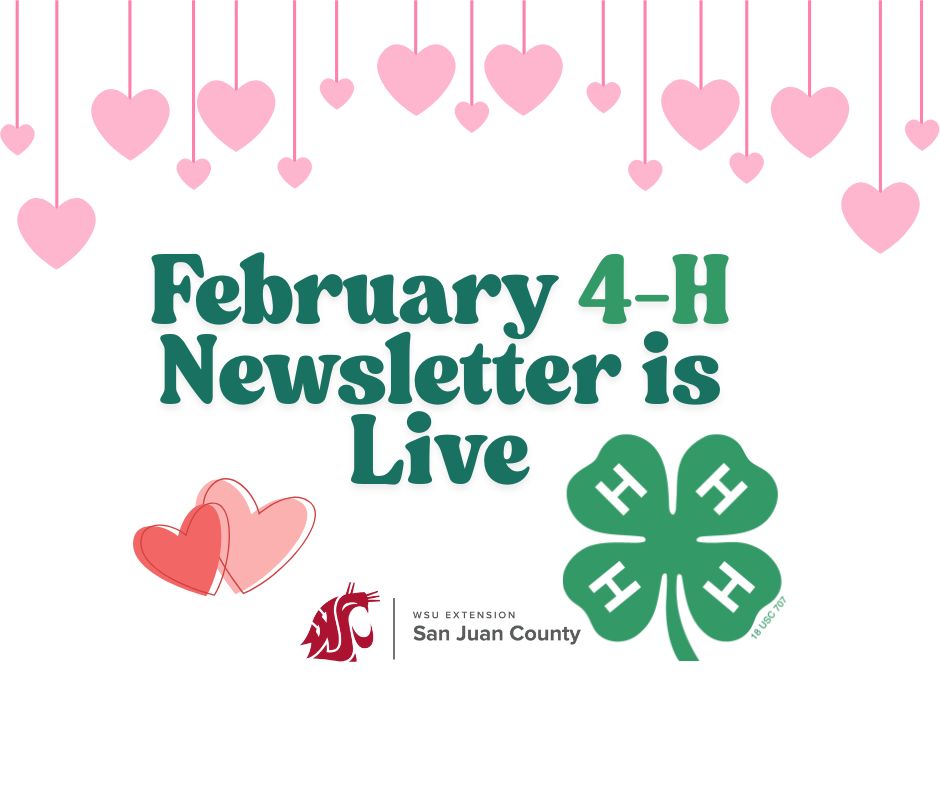 Graphic titled "February 4-H Newsletter is Live" for WSU Extension San Juan County. Features the green 4-H clover, WSU logo, and a festive pink heart-themed background.
