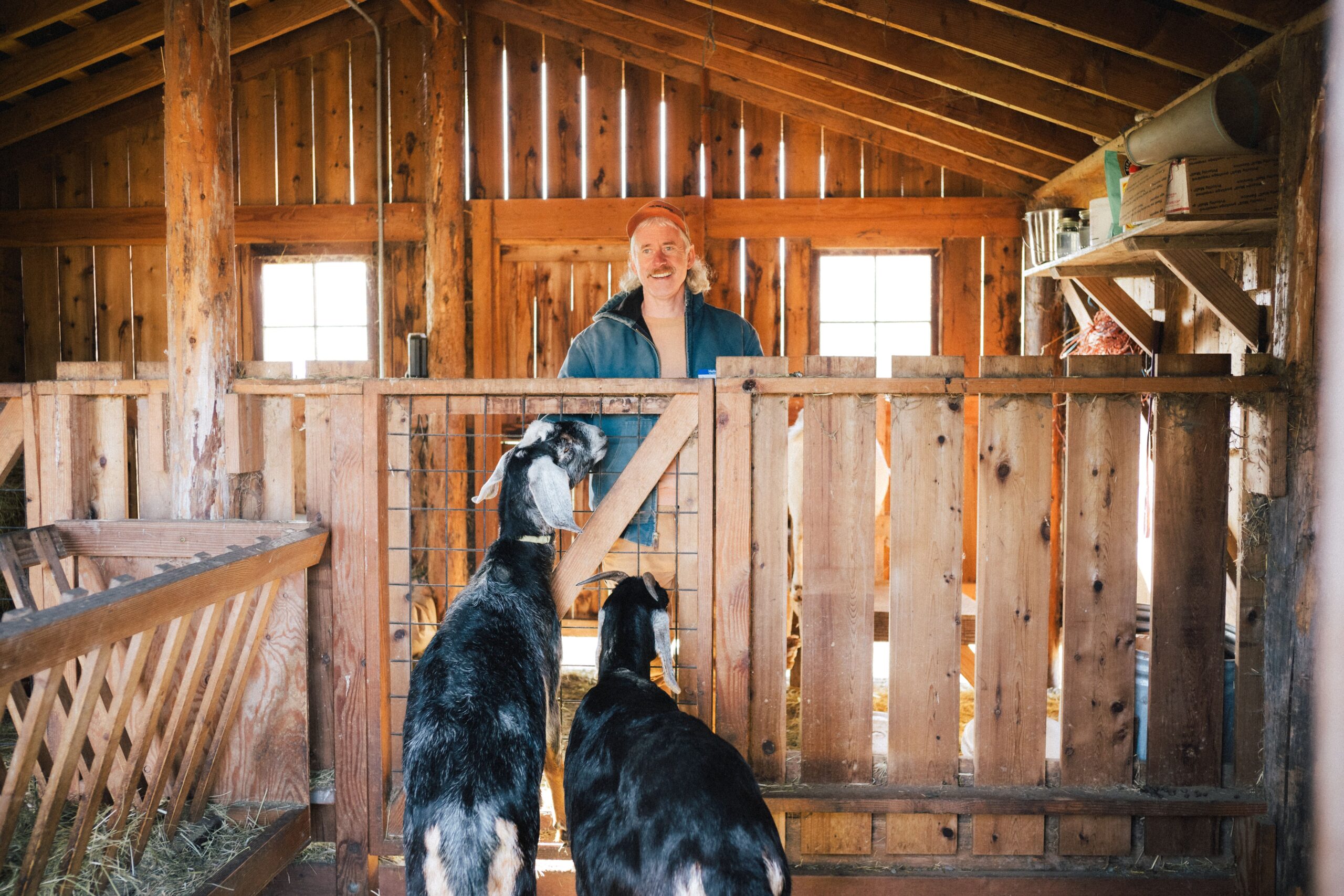 Two goats in a pen with a man standing behind them