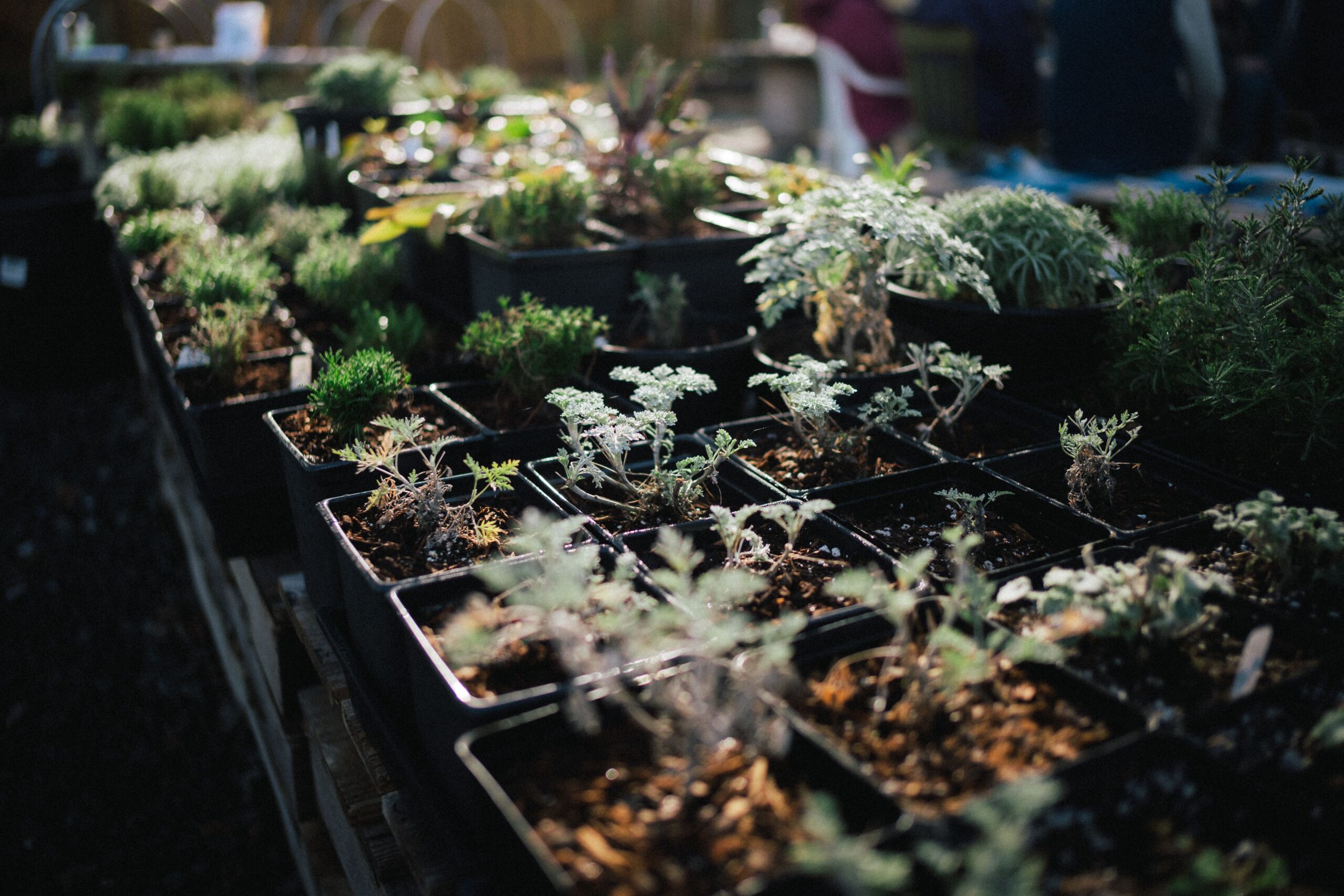 Trays of plant starts