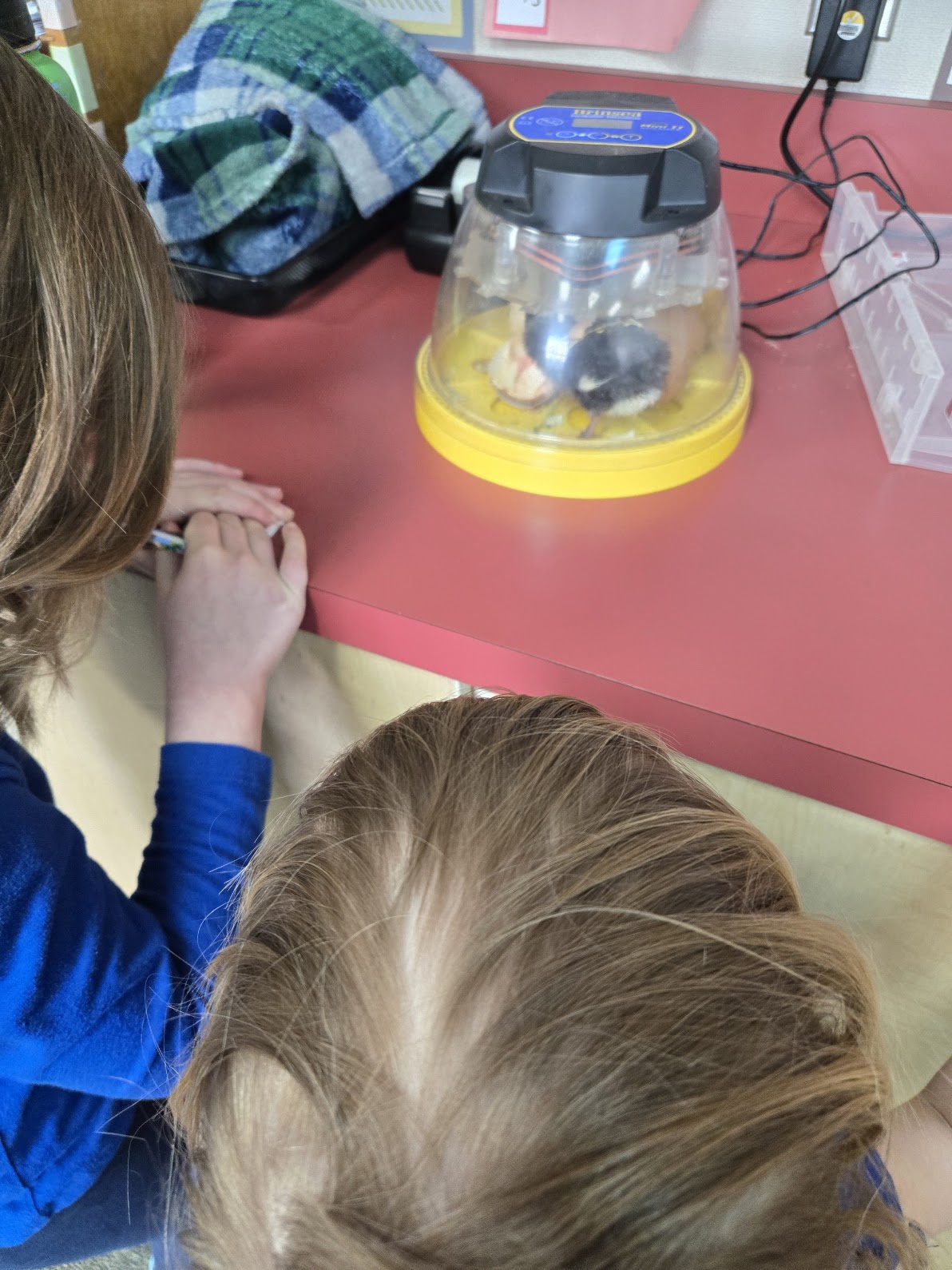 A close-up, high-angle view shows two children leaning in to look at a small, clear-domed Brinsea incubator resting on a red countertop. Inside the incubator, two small, fluffy chicks—one black and one yellow—are visible.