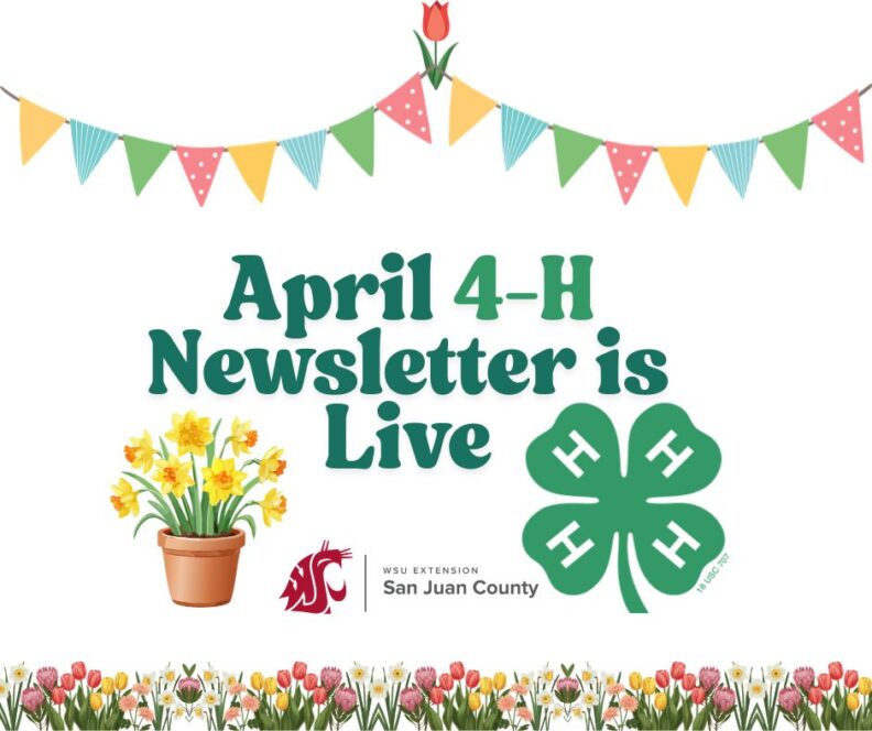 April 4-H Newsletter is Live. A spring-themed announcement from WSU Extension San Juan County featuring daffodils and the 4-H logo.