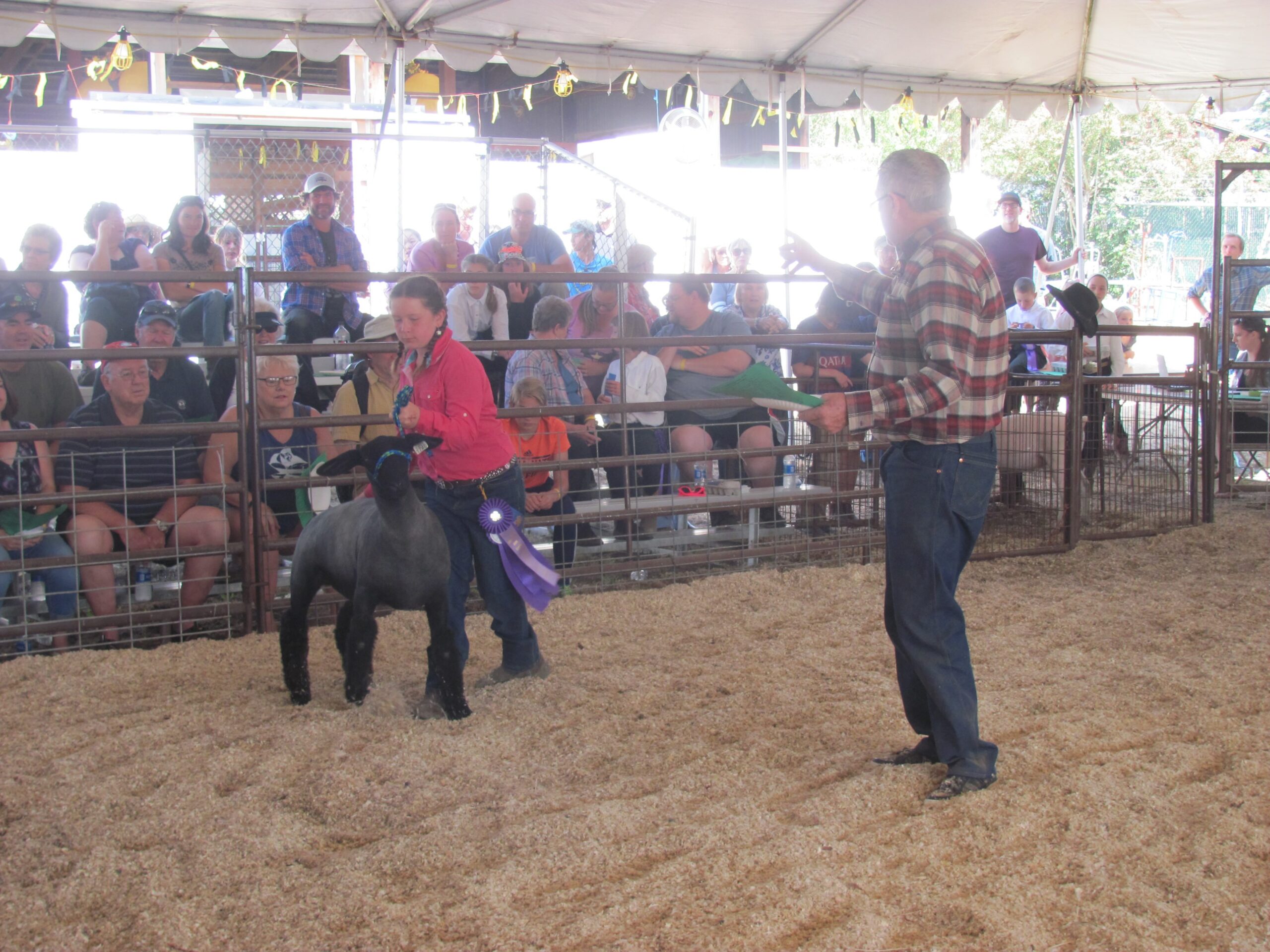 A young girl in a pink shirt leads a black sheep with a purple ribbon across a sawdust-covered arena during a livestock auction, while an auctioneer in a plaid shirt gestures toward the crowd.