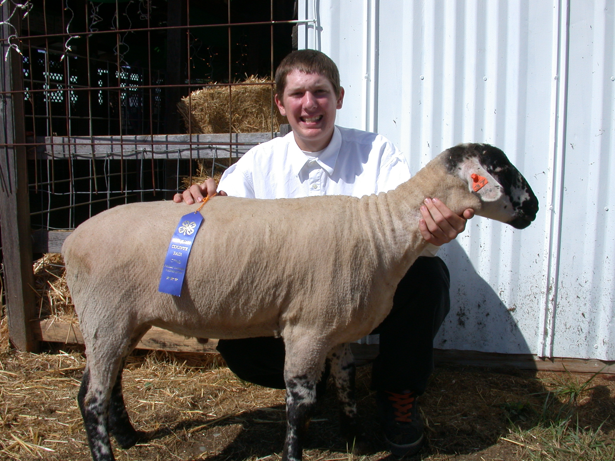 A smiling young man in a white dress shirt kneeling behind a sheep with a blue award ribbon pinned to its wool, set against a backdrop of a white barn and hay.