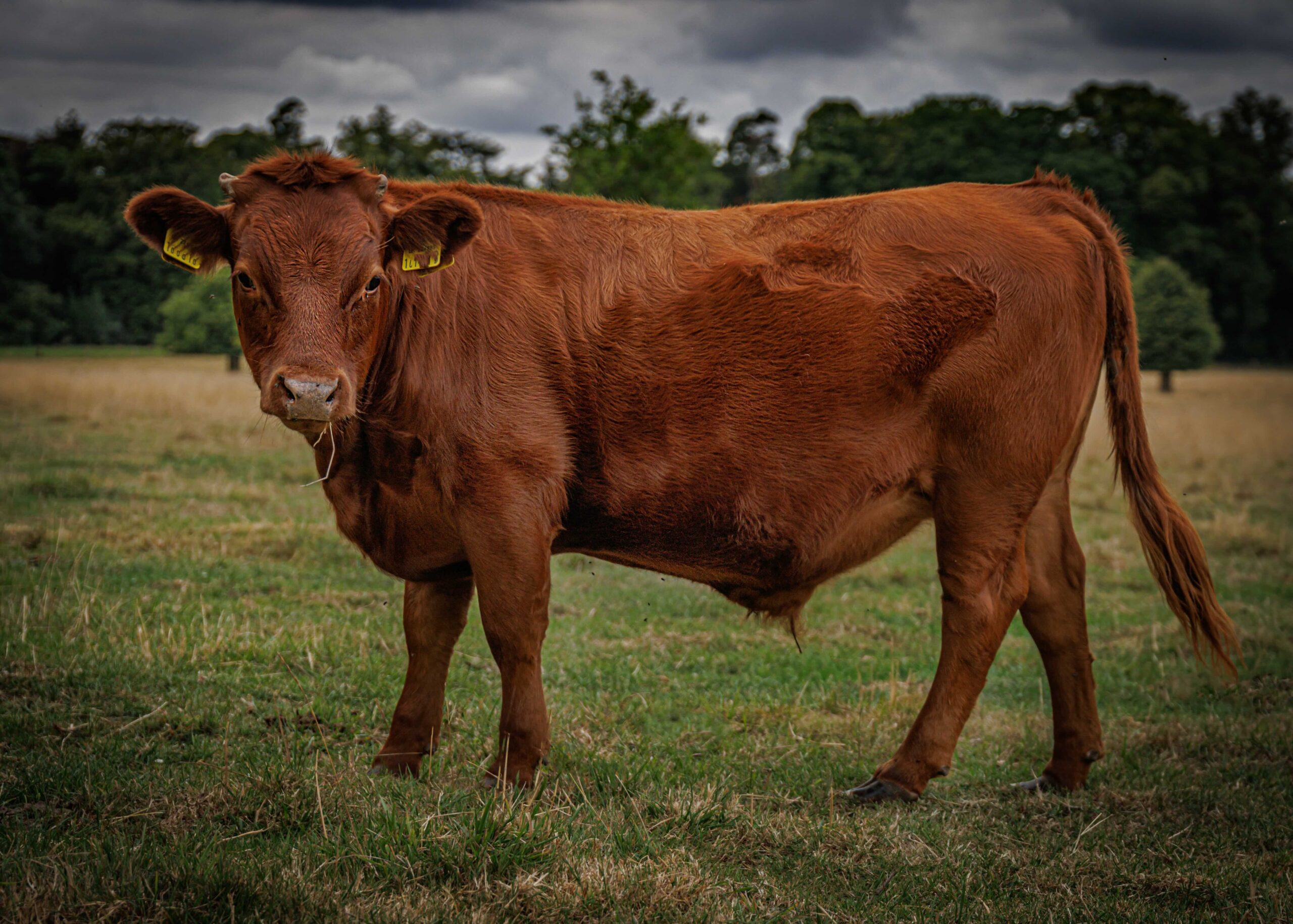 A reddish-brown Dexter cow with small horns and yellow ear tags standing in a green pasture under a cloudy sky.