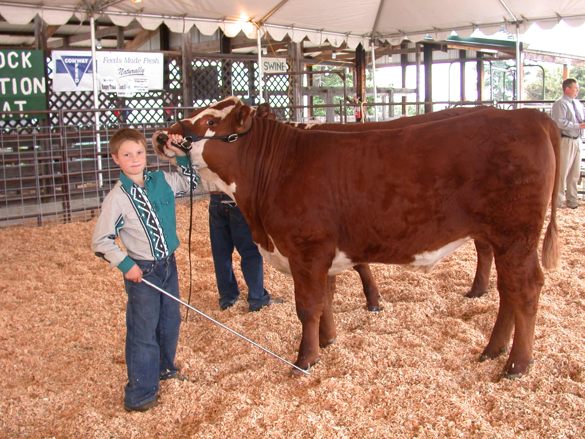 A young boy in a Western-style shirt and jeans stands in a sawdust-covered arena, holding the halter of a large brown and white steer during a livestock show.