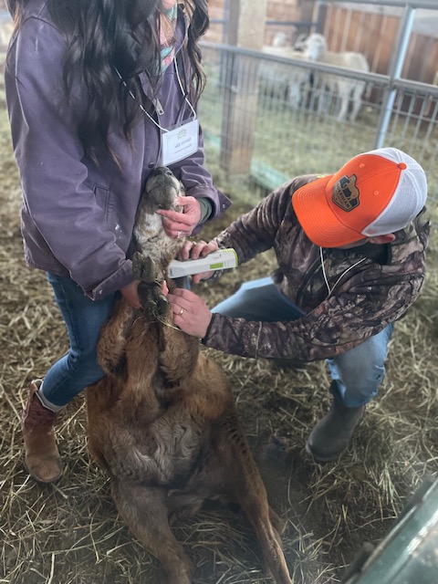 Image of a veterinarian demonstrating sheep vaccination methods in a holding pen