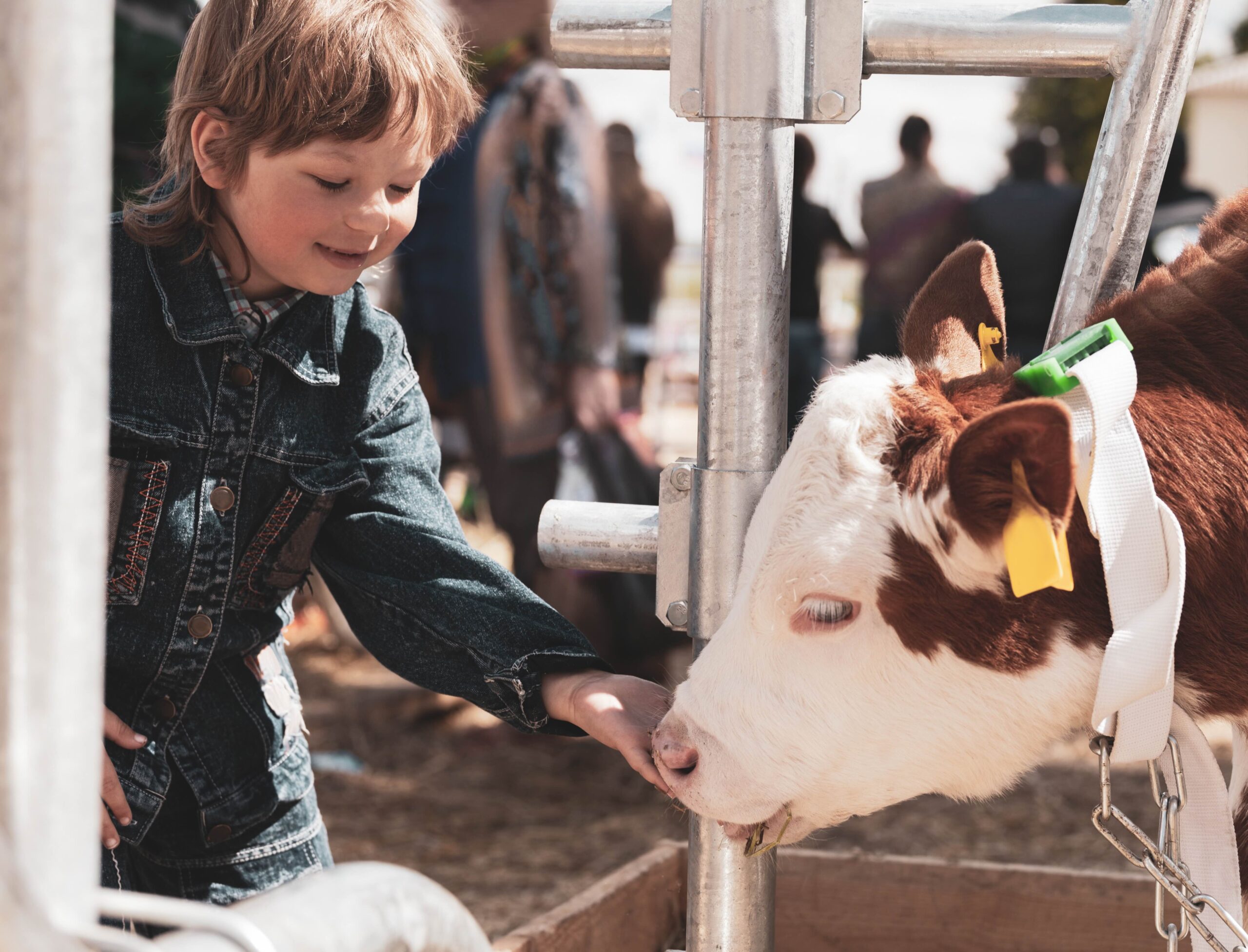 A young boy in a denim jacket smiling and petting a brown and white calf through a metal fence.