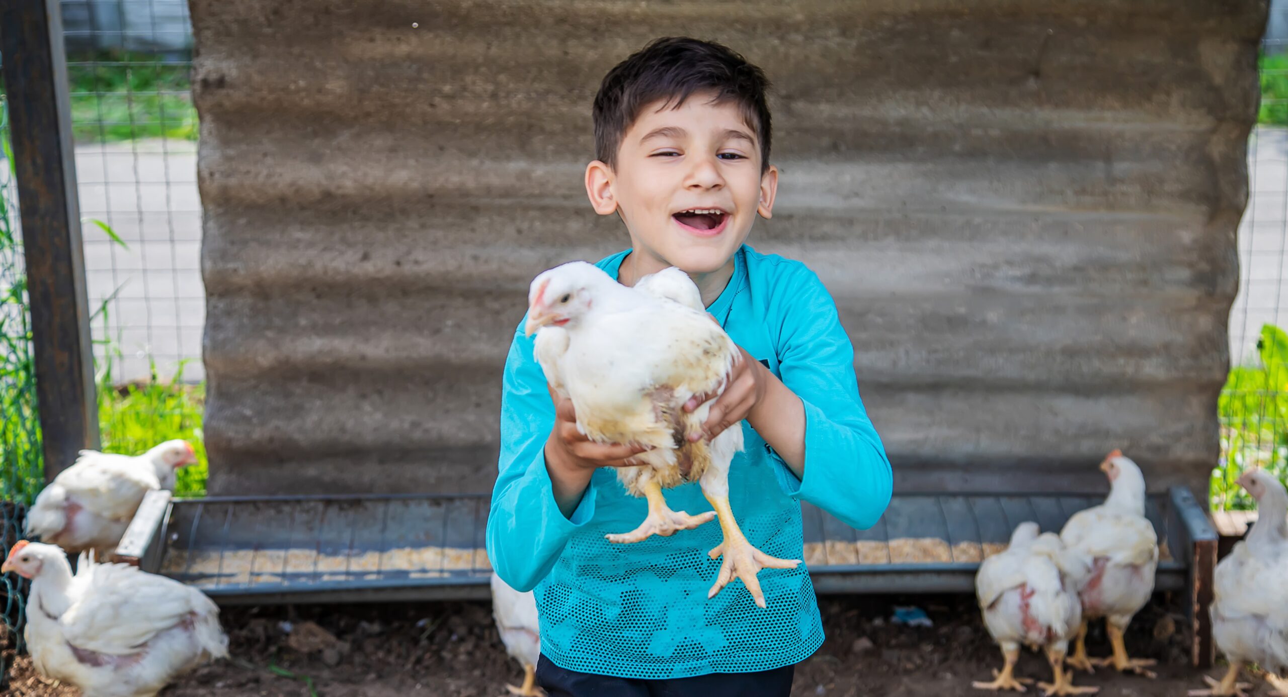 A joyful young boy in a bright blue shirt holding a white broiler chicken, with other chickens and a metal feeder in the background.
