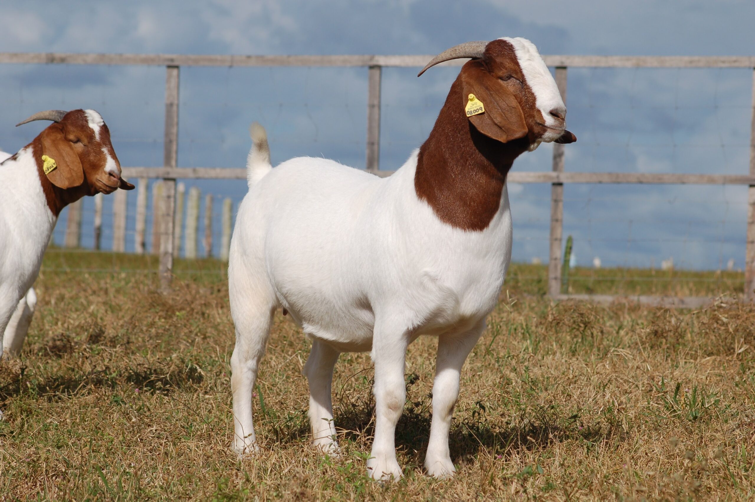 Two white Boer goats with reddish-brown heads and yellow ear tags standing in a grassy pasture in front of a wooden fence.