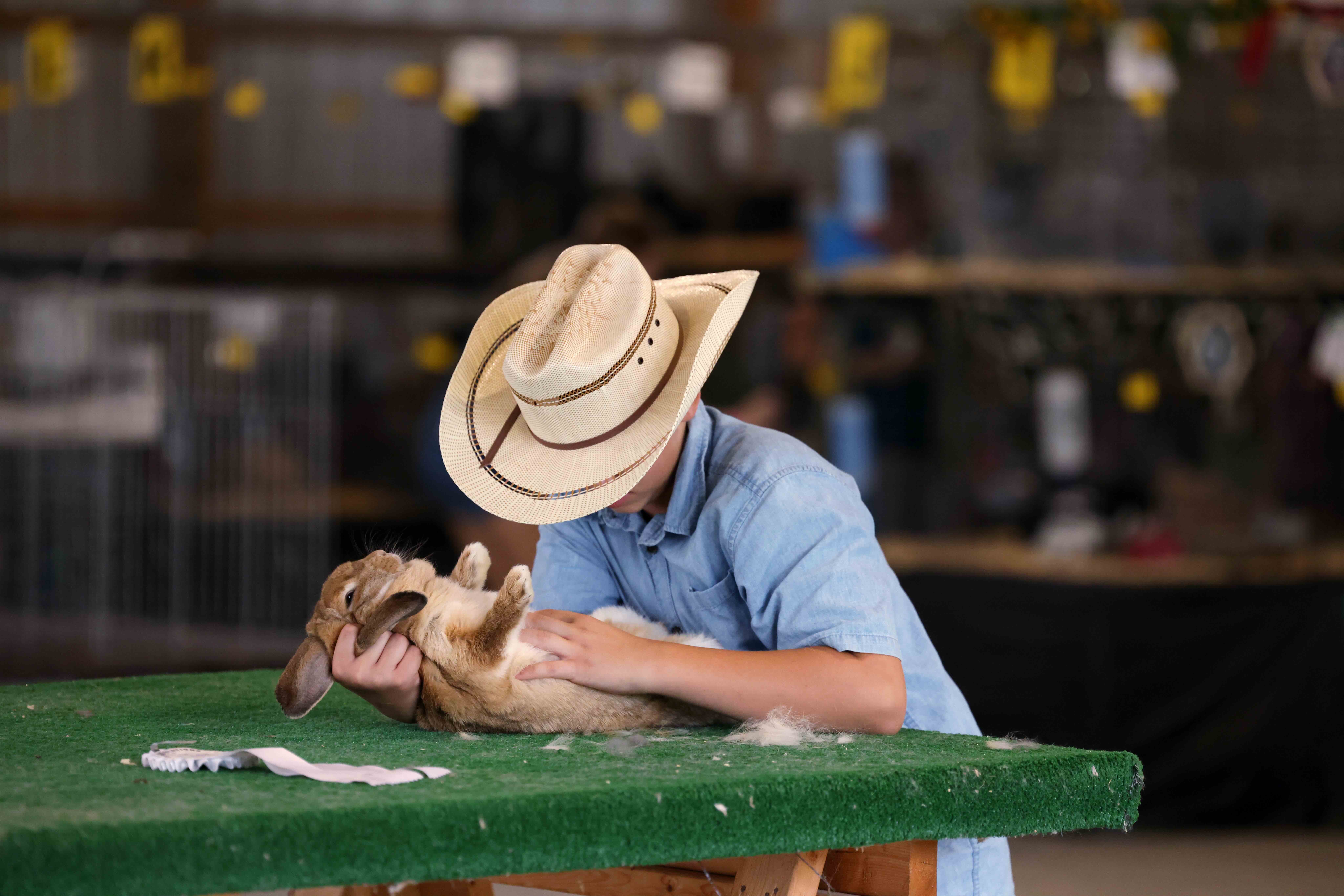 A young person in a straw cowboy hat gently examining a tan lop-eared rabbit on a green show table at a livestock event.